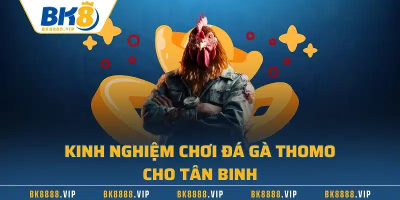 Đá Gà Thomo Và Những Quy Định Cơ Bản Mà Bạn Cần Biết 3 Kinh nghiệm chơi đá gà Thomo cho tân binh