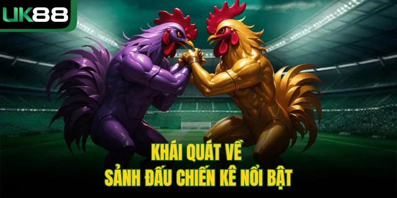 Khái quát về sảnh đấu chiến kê nổi bật